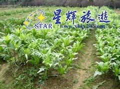 清羡园7