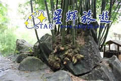 仙桥地下河石头长竹