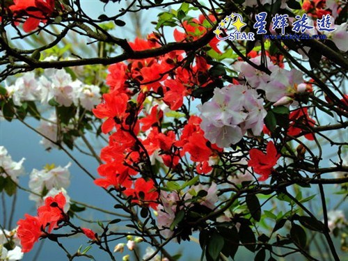 金子山风景