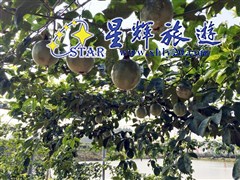 （清远）百香果采摘园