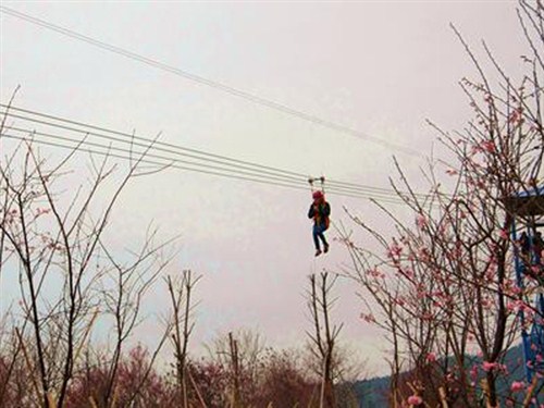 天适樱花悠乐园1