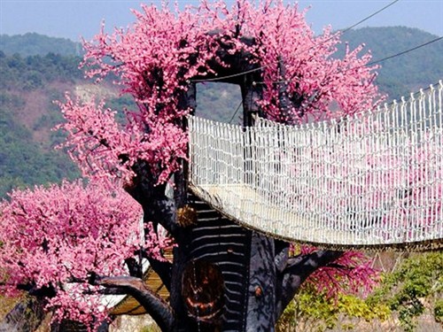 天适樱花悠乐园