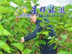 摘桑果