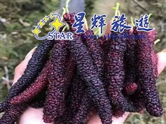 桑果3