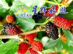 桑果