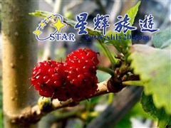 桑果1