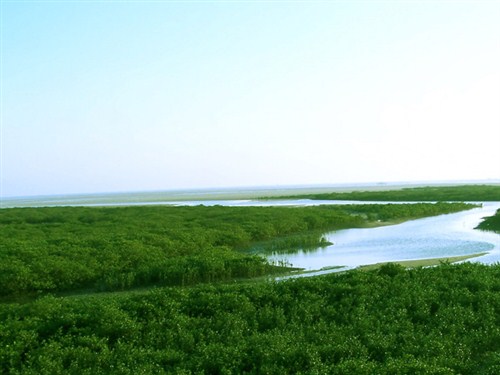 金海湾红树林