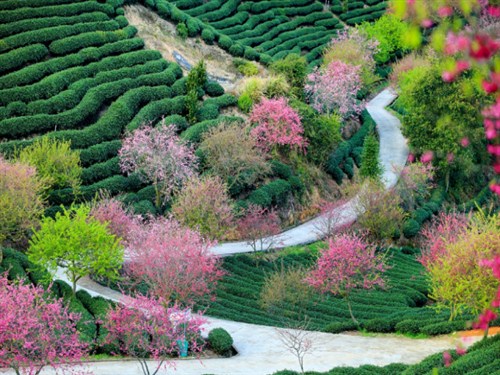 永福樱花园1