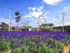 花都香草世界02_看图王