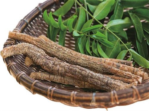 新会牛大力基地一天05