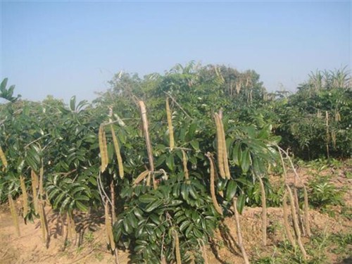 新会牛大力基地一天01