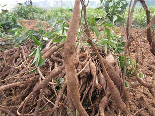 新会牛大力基地一天04