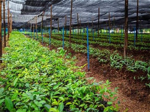 康雅牛大力种植基地02