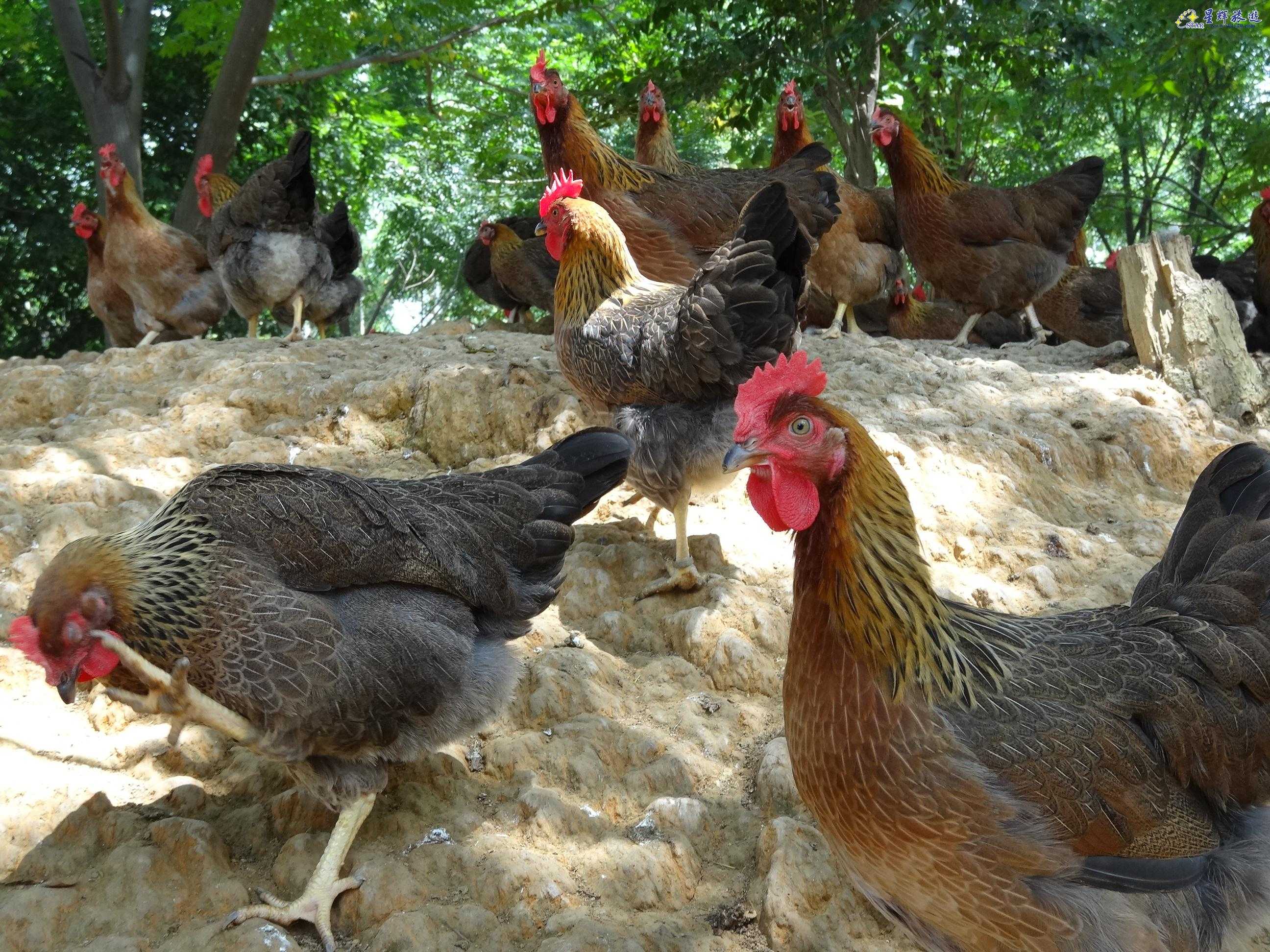 中国农业部唯一认定的清远鸡鸡种