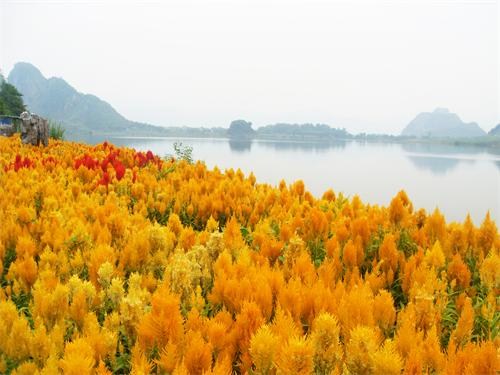 千色野花海之鸡冠花