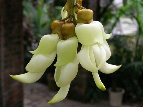 牛鱼嘴禾雀花