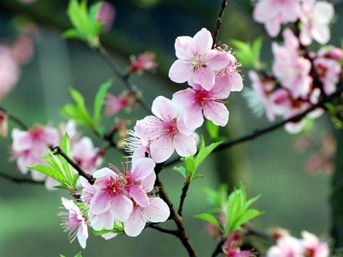牛鱼嘴桃花