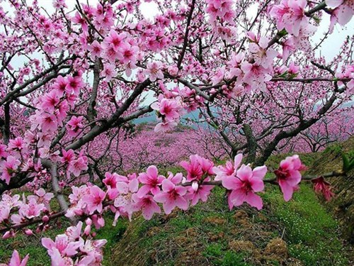 牛鱼嘴桃花