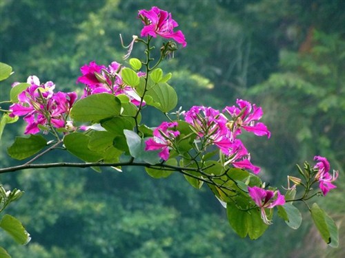 飞霞山紫荆花