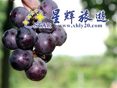 醇葡乡村葡萄园