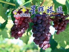 醇葡乡村葡萄园