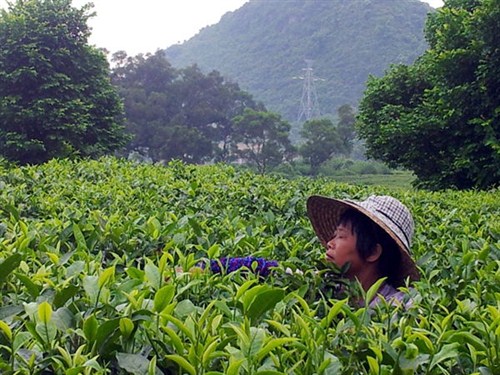 茶园