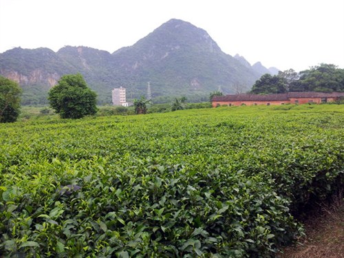 茶园