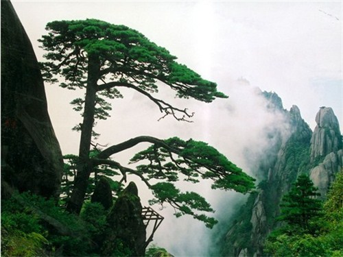 黄山迎客松