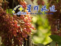 东城黄金布禾雀花基地