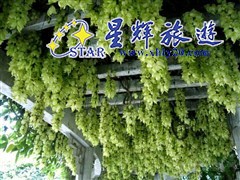东城黄金布禾雀花基地