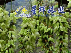 东城黄金布禾雀花基地
