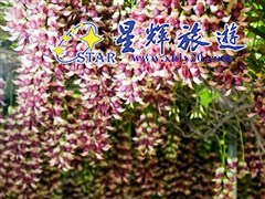 东城黄金布禾雀花基地