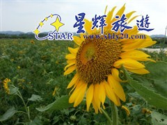 向日葵1