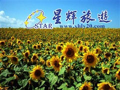 向日葵2