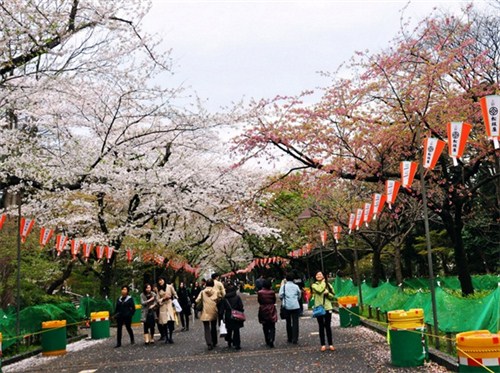 上野公园赏樱花