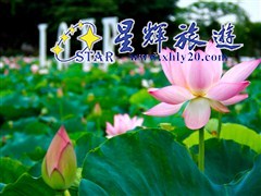 （佛山）三水荷花世界