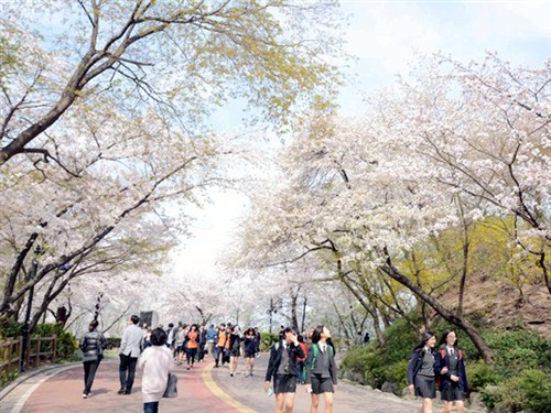 南山公园樱花
