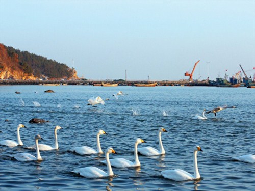 烟敦角天鹅湖2