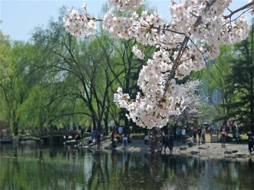 北京玉渊潭公园樱花_看图王