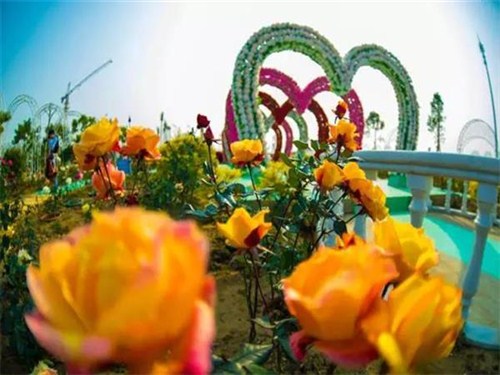 中国首届郁金香花博秀