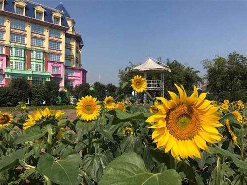 中国首届郁金香花博秀4