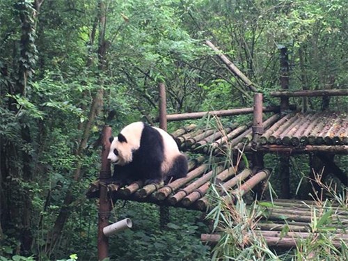 成都大熊猫繁殖基地0