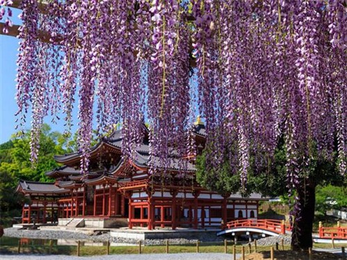 宇治平等院1
