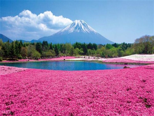 富士芝樱