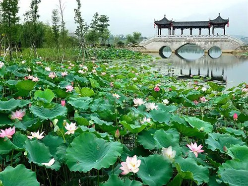 飞来湖公园001