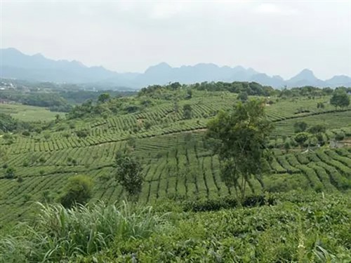茶趣园002